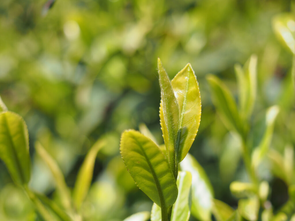 茶葉